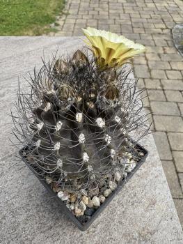 Eriosyce crispa